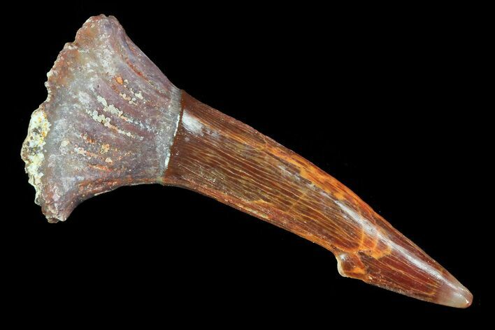 Cretaceous Giant Sawfish (Onchopristis) Rostral Barb #72729